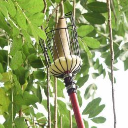 Millele peaksin õunte koristamisel tähelepanu pöörama?